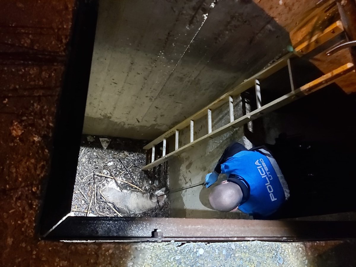 PoliciaUtebo's tweet photo. Historia de amigos. Aviso por un perro suelto en rotonda el Águila. Cuando la patrulla llega el perro emprende la huida. Tras él, termina llevando a los agentes a un sifón de una acequia dónde está su amigo a punto de ahogarse. Se rescata al perro. Bonita anécdota de colegas. https://t.co/bnjBbP01vX