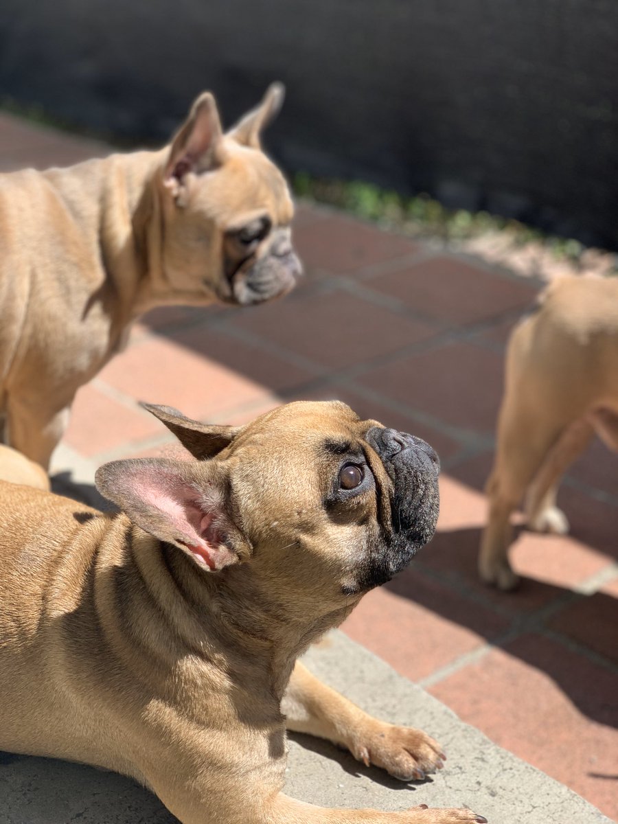 kingdomfrenchie's tweet photo. The Frenchie Family https://t.co/oB3ePbGMRY