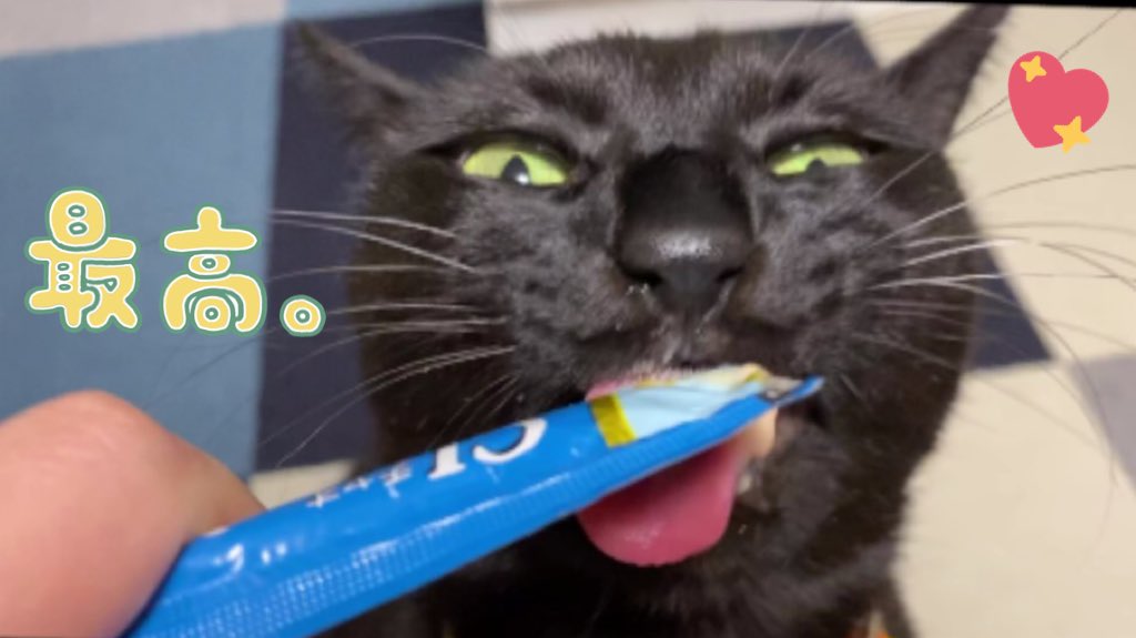 拾い猫