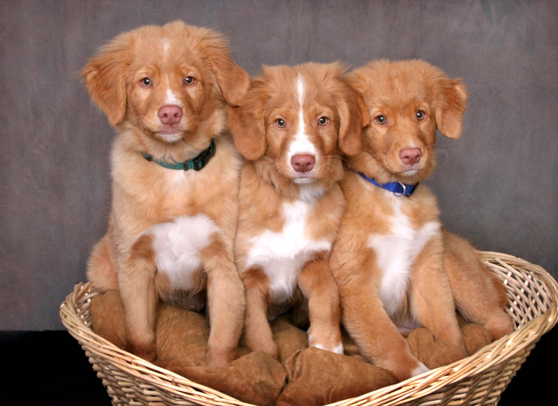 MinnesotaDogGuy's tweet photo. Who couldn't use a little Puppy Love? My portrait studio creates lots of loving portraits. https://t.co/EfnArtSAGZ 
#petportrait #puppies #petportrait #portraitphotography https://t.co/QAoQW6c2mU