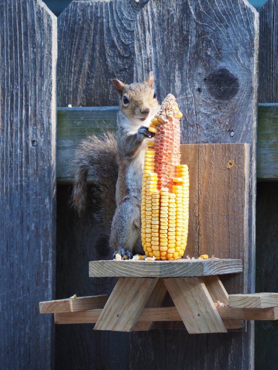 KBYip's tweet photo. It’s Thurs afternoon, I just realized a number of “pages” I had updated for this week in one of my now-Online classes were not visible to the students. I had not clicked the ✅
#damn #teachingfail
Here is a pic of friend on #squirreltable yesterday. 📷: hubby
Be well. https://t.co/Zhij2gLGt3