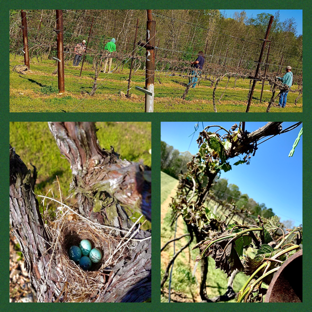 amberfallswine's tweet photo. Late Spring #frost can decimate a #vineyard. Despite overnight efforts, our vines were severely impacted. We are hard at work clearing off damage-making room for secondary growth. Tomorrow will bring a reinvigorated life for the vines. We look forward to an #exceptionalvintage! https://t.co/SIW1zUljJ8