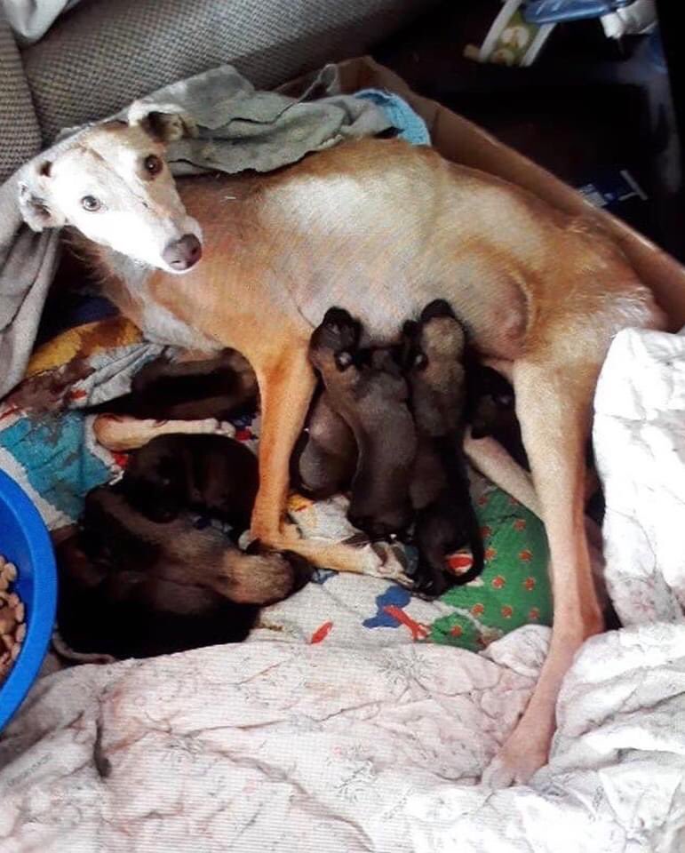 galgoschile's tweet photo. ⚠️RESCATADA🙌 por la Agrupación Animalista Conciencia Animal Rengo.
https://t.co/DR7SNoyQFa
👇Necesitan aportes🙏
Cuenta Rut
Banco estado
Julia Espinoza Carrasco
Rut: 9103742-4
Fono +56 9 6492 8641
#galgo #galgos #galgoabandonado #savegalgo #ayudaungalgo #ayudaurgente #pichidegua https://t.co/OMVry4SOKI