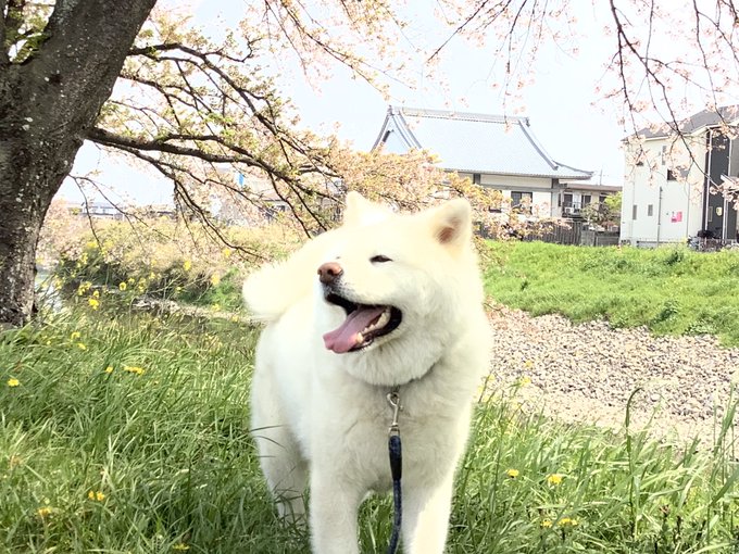 秋田犬コナツのtwitterイラスト検索結果 秋田犬コナツのtwitterイラスト検索結果