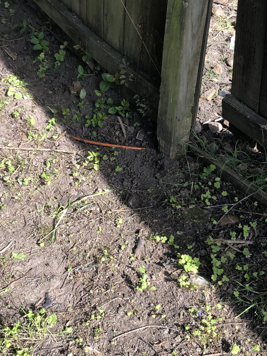 magicClarker's tweet photo. @GetSpectrum I need y’all to send someone out ASAP to fix this. Someone came out yesterday and left wires exposed and a hole in our fence so now the neighbors dog can reach threw and bite us and our dog. Come fix it now! https://t.co/fnCSEkxjqT