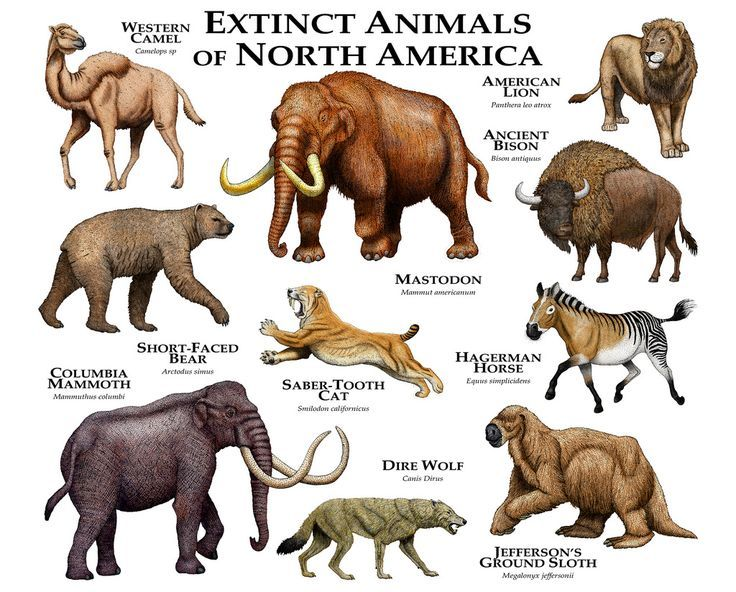 This is also around the time that megafauna such as Mammoths began to go extinct around the world, with North America's largest animals all dying out.