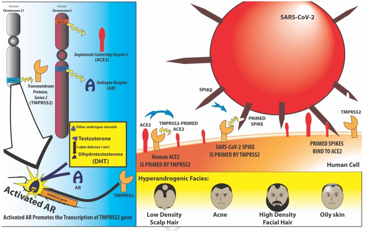 - <a href="/JAADjournals/">JAAD Journals</a>: sugiere q' los andrógenos son esenciales para q' el #SARSCoV2  infecte a la célula. Eso explicaría xq los 🧔🏻 enferman ➕ y  ☠ ➕, y xq los 👶🏻 no tanto. El hiperadrogenismo parece favorecer el #Covid_19 severo 😱, y <a href="/DeSalubridad/">Consejo de Salubridad General</a> despreciando a los dermatólogos‼