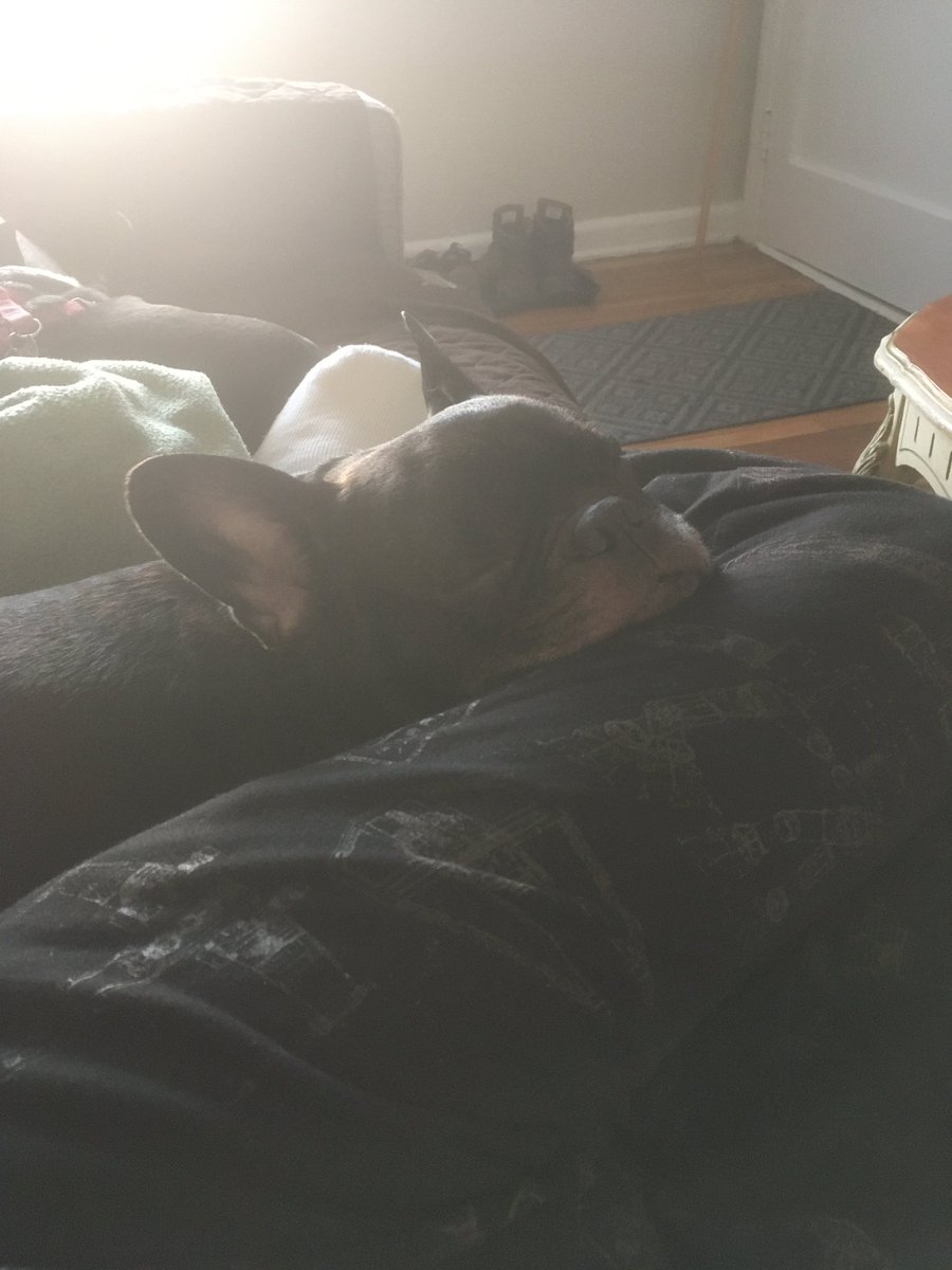 My napping little prince #frenchie #frenchbulldog #mushyface #nappingdoggo