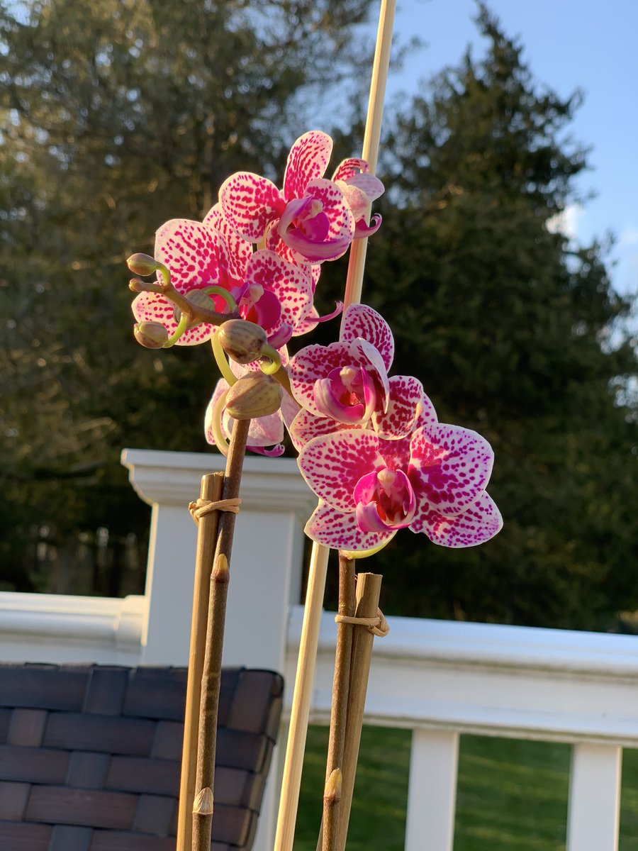 InTheBlueCloud's tweet photo. To whom ever sent me this beautiful orchid,  feel free to PM me so I can thank you! https://t.co/Tyh6vxPY3x