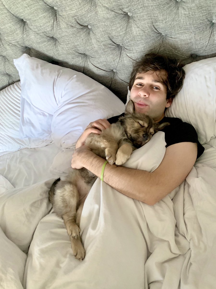 DavidDobrik's tweet image. If youve ever thought about fostering a puppy! Do it!!! DO IT RIGHT NOW