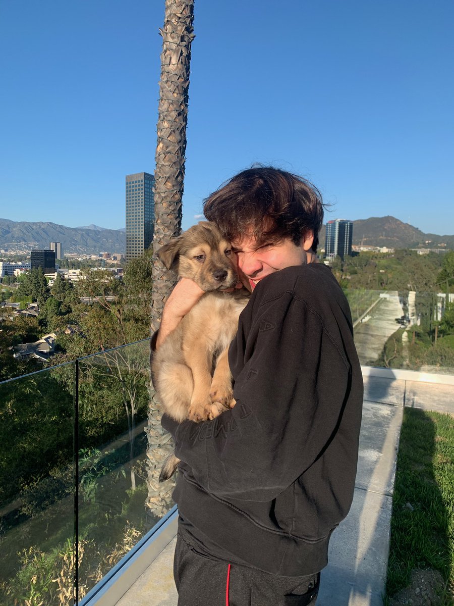 DavidDobrik's tweet image. If youve ever thought about fostering a puppy! Do it!!! DO IT RIGHT NOW