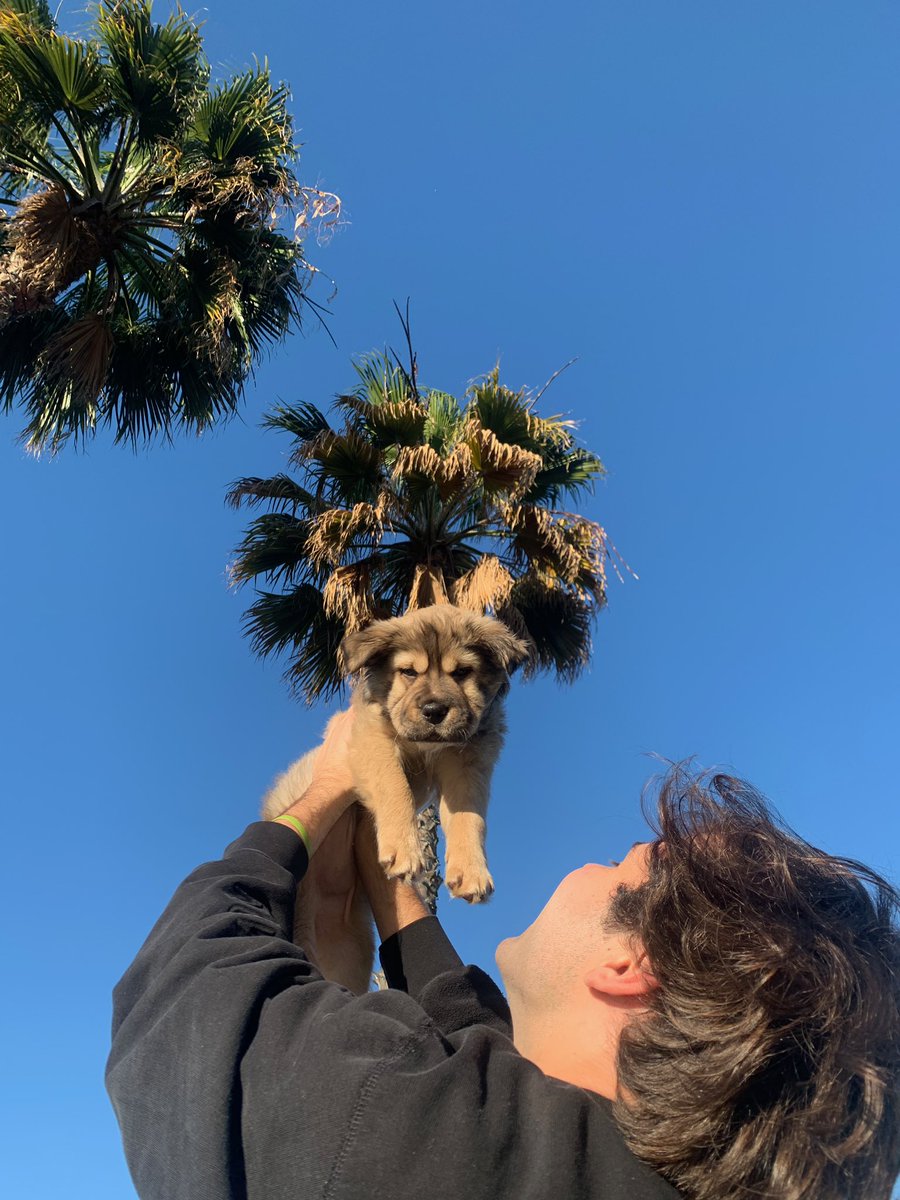 DavidDobrik's tweet image. If youve ever thought about fostering a puppy! Do it!!! DO IT RIGHT NOW