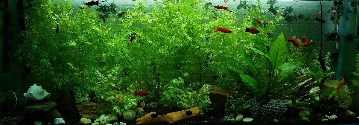 OmegaSeaLLC's tweet photo. It's #GetToKnowYourCustomerDay! Let us get to know you! Post down below a little bit about when and why you started the hobby of keeping fish. . #omegasea #wewanttoknow https://t.co/2sbz3tQx9r