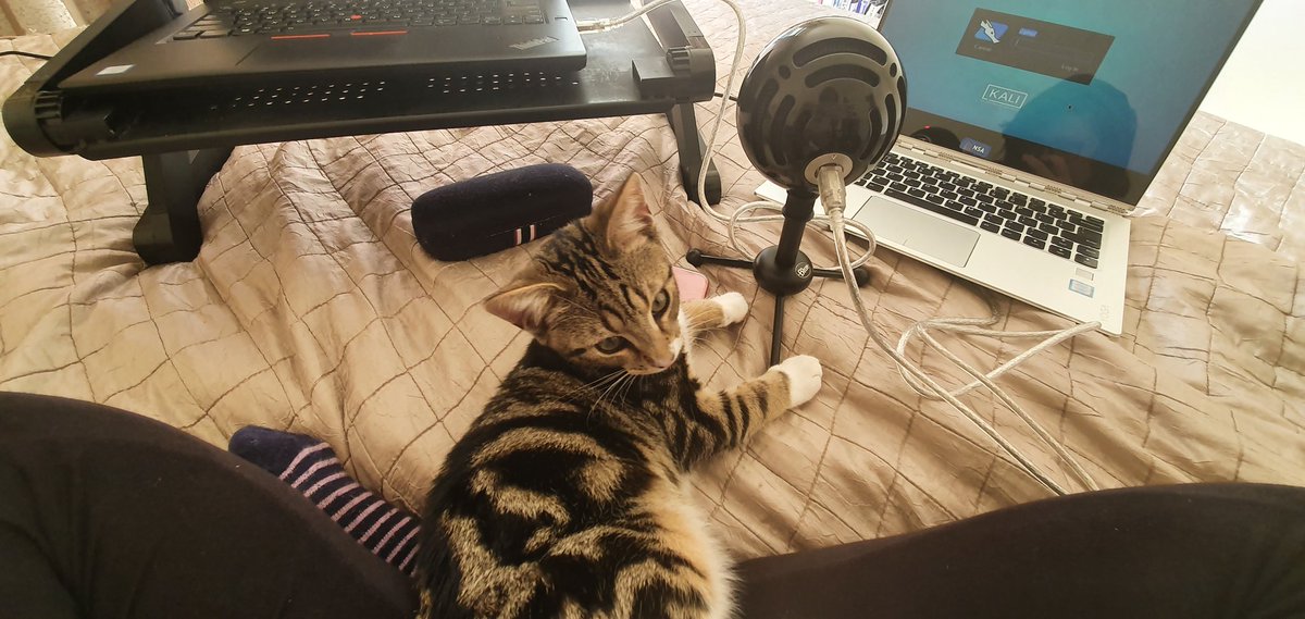 Meowah Mama💜💙❤️💛 tweet media