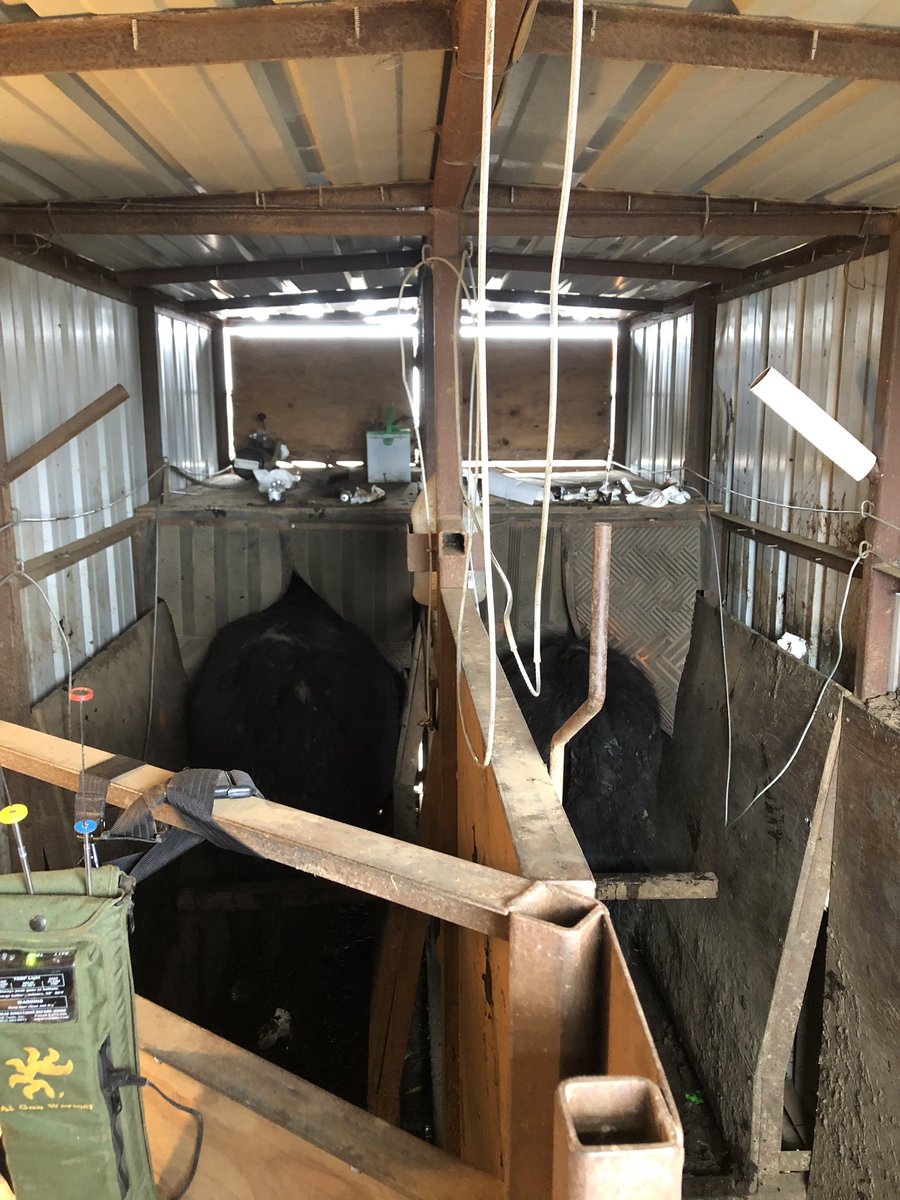 DJBuseman's tweet photo. The heifers are AI’ed and dad is delivering the first group of heifer bulls to Wyoming tomorrow. Best breeding weather we’ve had on heifers in 4 years. #BusemanAngus https://t.co/YhmGbwSsnP
