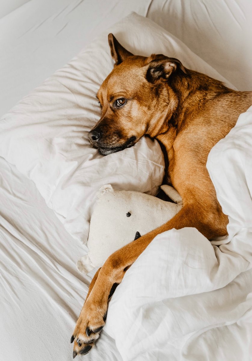 furzly's tweet photo. Dream a little, dream of me 💤🐶
#petblogs #ilovemydog #petowners https://t.co/NCyGJ9NjiP