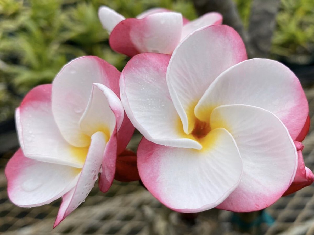 Time for a little game of Would You Rather: Oahu Edition:
Would you rather win the lottery or live twice as long?

🌺@oahutropicals 🌺

#OlaProperties #VisitOahu #VisitKoOlina #KoOlina #ILoveOahu #BeachBum #VisitTheIslands #ExploreHawaii

OlaProperties.com