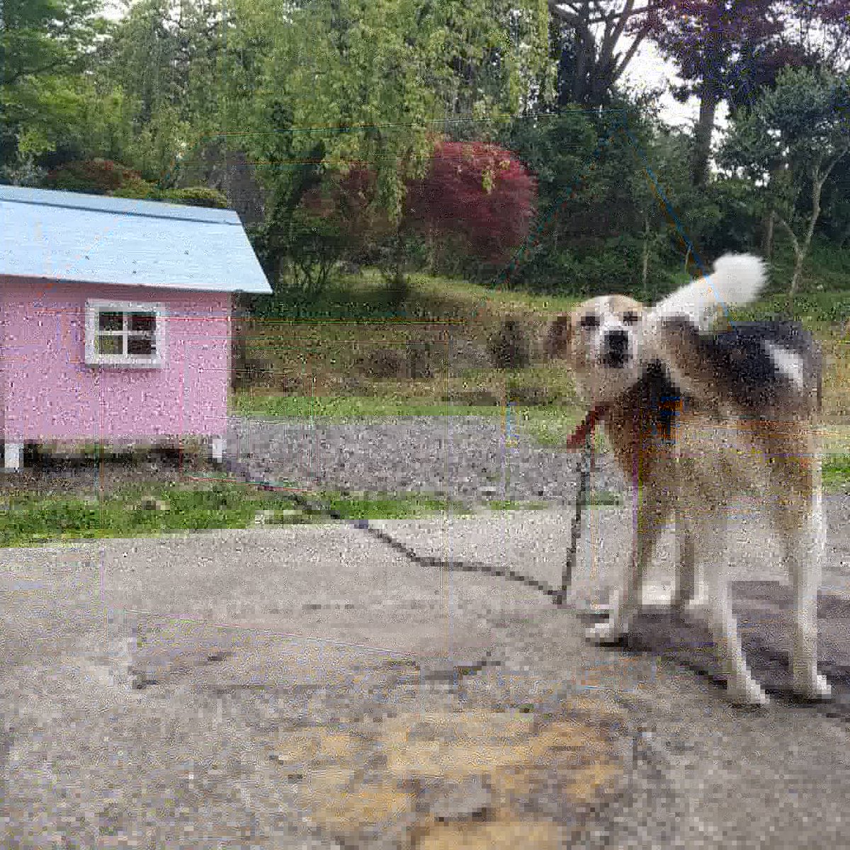 妻と犬小屋をリフォームしました。

I made doghouse with my wife.

#doghouse
#Cameria #postcard　#art #illustration #drawing #draw #fashion #picture #artist #sketch #instagood #cute #instaart #beautiful #fortnite #gallery #masterpiece #photooftheday #love