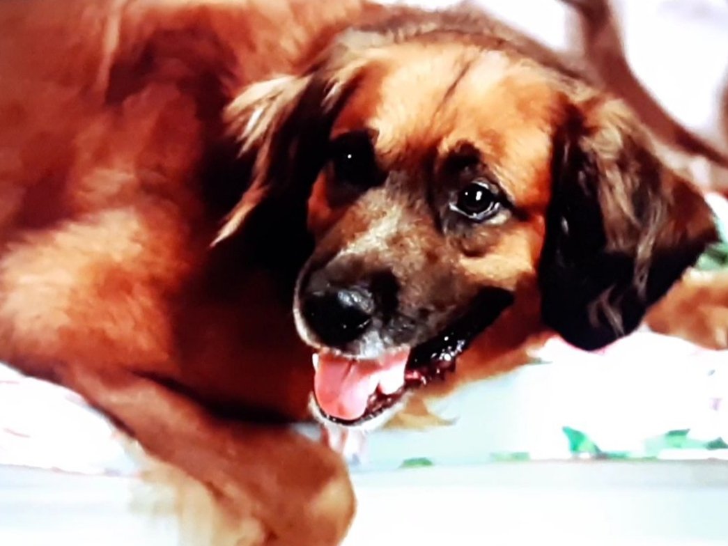 CreditThePet's tweet photo. Pretty In Pink does not credit Andie's dog.
#prettyinpink https://t.co/ep7S9h9SWM