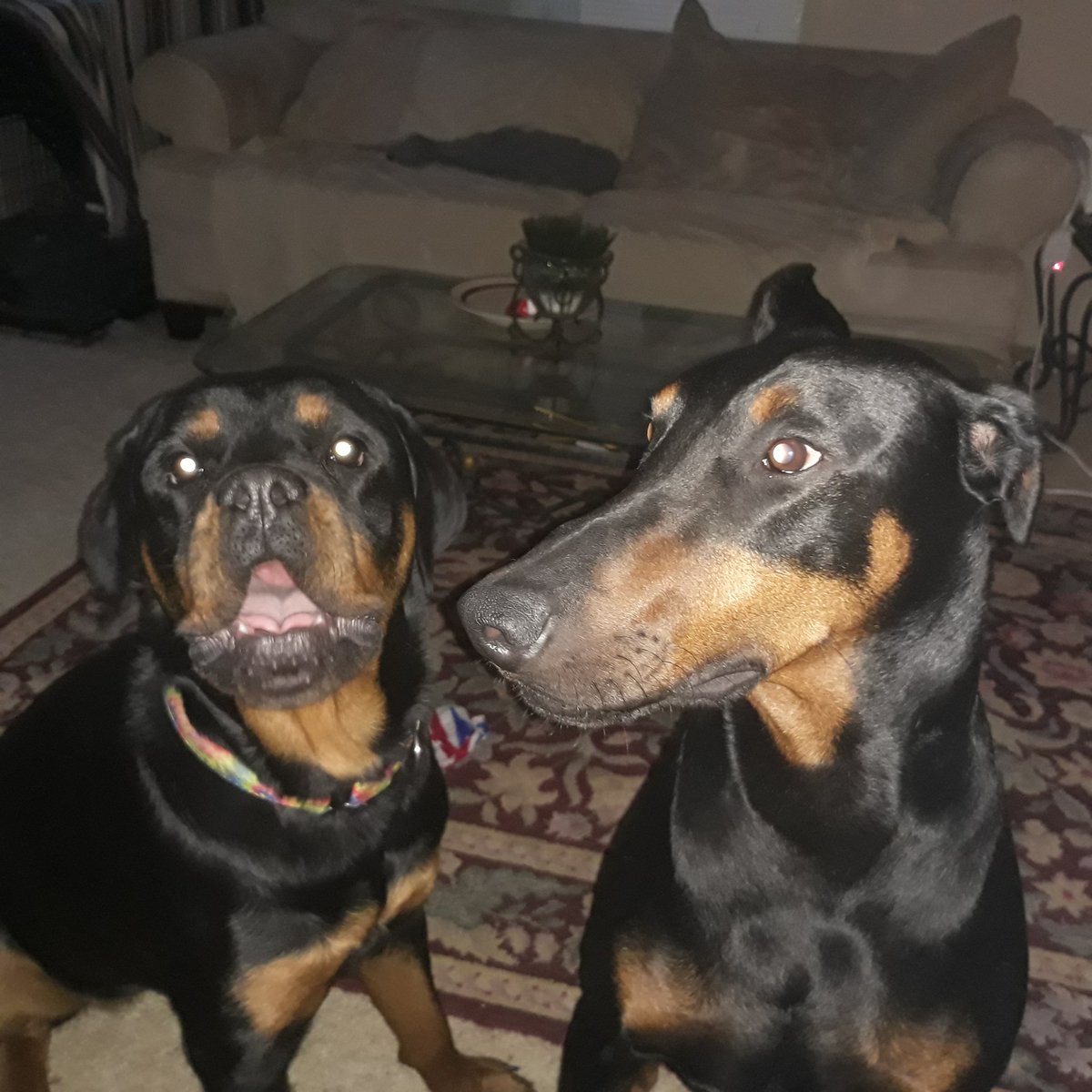 sugarrayray's tweet image. Sugar again .  My Mama works in #dobermanrescue and this is My Foster Brother Zach.  Hes cool I like him alot he likes to play so I&apos;m not lonely .    Oh check him out here . Nebraska Doberman Rescue.
