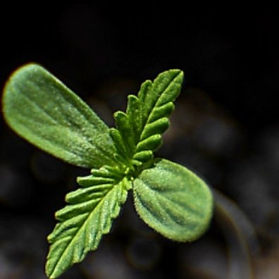 pot_pocket's tweet photo. #growseason #growyourown #CannabisCommunity #seed https://t.co/MXwzaUklvv
