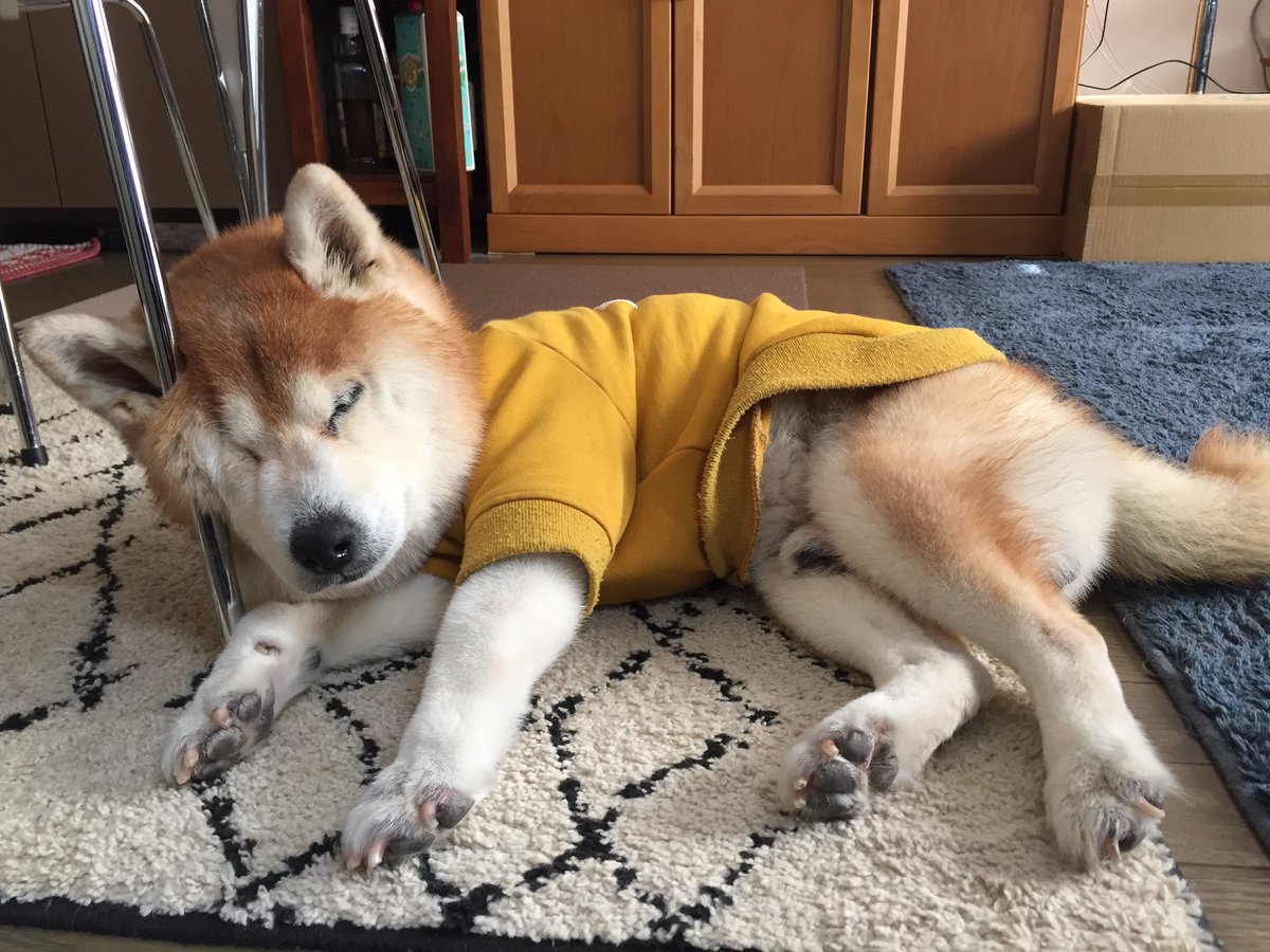 Shibainu Daifuku こんな感じで寝ているだいふくの周りでバタバタしています もちろん お水飲みたい ご飯食べたい おトイレ行きたいアピール対応は最優先で いいね コメント出来てません 柴犬 柴犬だいふく 15歳1ヶ月 おうち時間