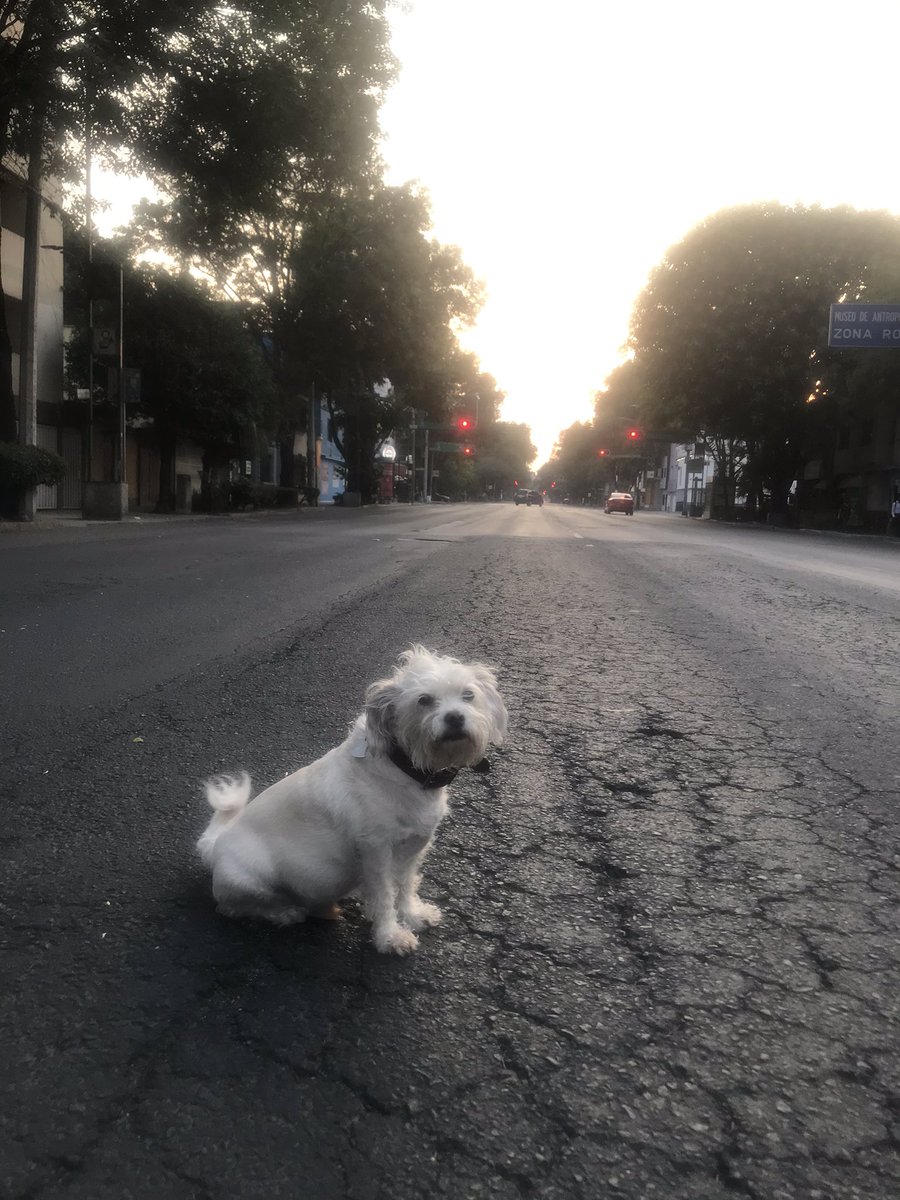 Don Valente tweet media