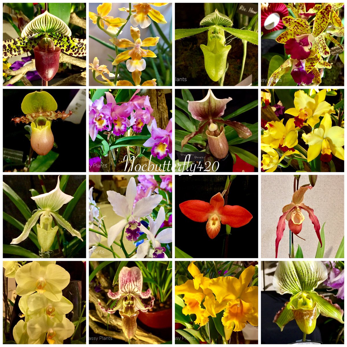 Happy #NationalOrchidDay! 🌸 #orchid #orchids #orchidaceae #plantae #orchidsociety #orchidlover #orchidhoarder #orchidlove 🌼 #iloveorchids #orchidworld #rareflowers #uniqueflowers #flowerpower 🌺 #fragrantflowers #OrchidDay #beautifulflowers #flower #flowers #nature #Ontario 🦋