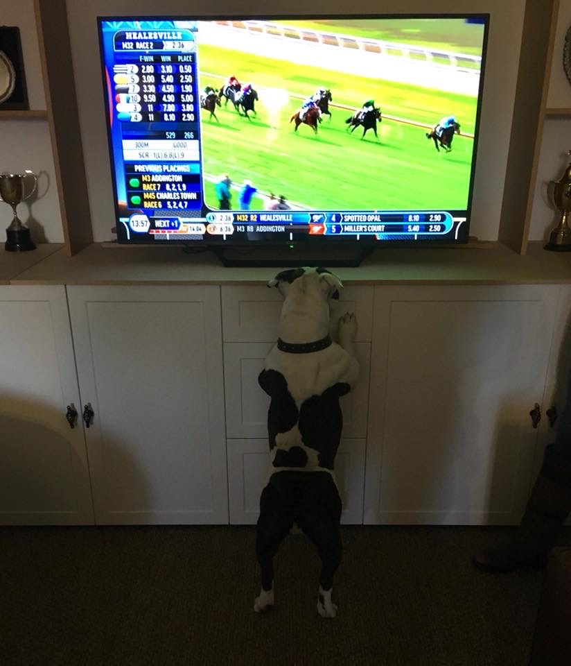 WindsorParkStud's tweet photo. Any Aussie's wanting to be involved in our #WPSTippingComp to win a service fee to one of our resident stallions & raise money for @KidsCanNZ click through to our website for our Aus bank details, bottom of tipping competition page:
https://t.co/U81Zp5euRW https://t.co/VxevaTm9qr