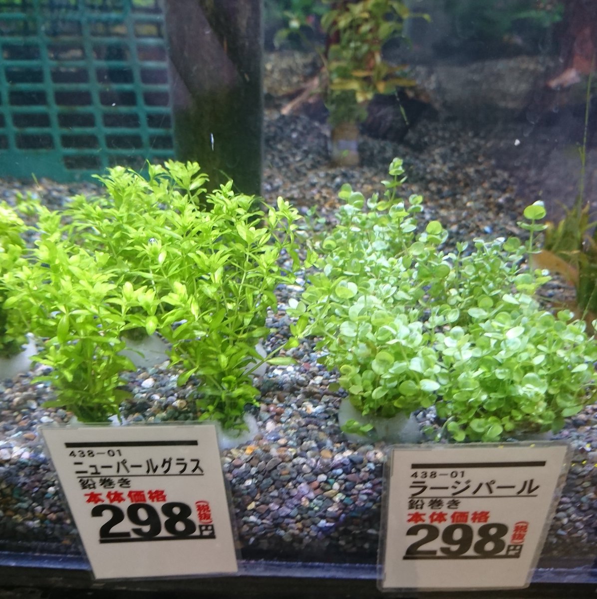 ペッツ マム鎌田店 ロベリア カージナリス パールグラス ニューパールグラス ラージパールグラス 侘び草 有茎草ミックス 以上今回入荷分になります 最近カボンバの入荷が若干不安定なため また入荷まで時間がかかる可能性がごさいますのでご ペッツ マム鎌田店 ロベリア カージナリス パールグラス ニューパールグラス ラージパールグラス 侘び草 有茎草ミックス 以上今回入荷分になります 最近カボンバの入荷が若干不安定なため また入荷まで時間がかかる可能性がごさいますのでご