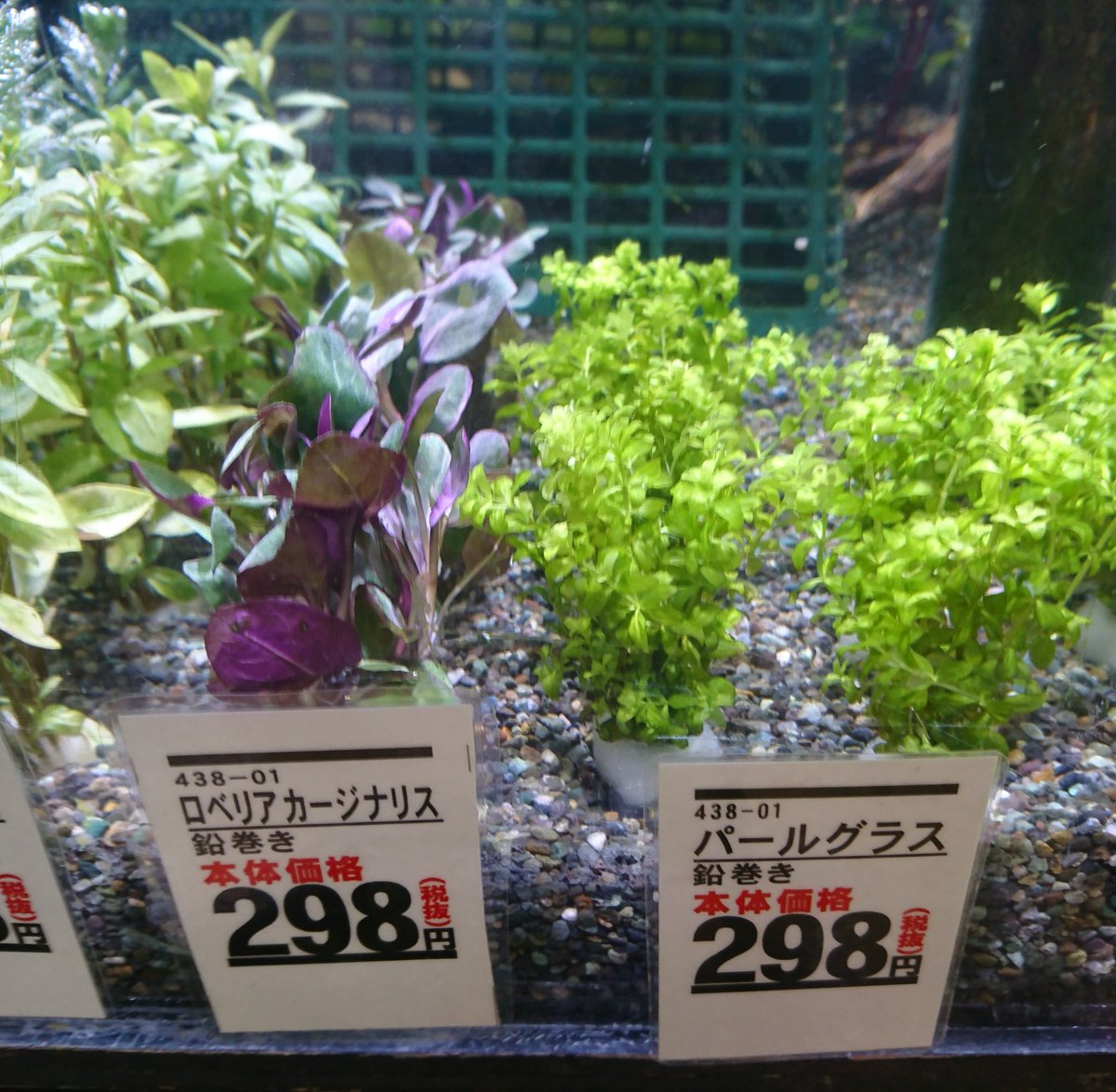 ペッツ マム鎌田店 ロベリア カージナリス パールグラス ニューパールグラス ラージパールグラス 侘び草 有茎草ミックス 以上今回入荷分になります 最近カボンバの入荷が若干不安定なため また入荷まで時間がかかる可能性がごさいますのでご ペッツ マム鎌田店 ロベリア カージナリス パールグラス ニューパールグラス ラージパールグラス 侘び草 有茎草ミックス 以上今回入荷分になります 最近カボンバの入荷が若干不安定なため また入荷まで時間がかかる可能性がごさいますのでご