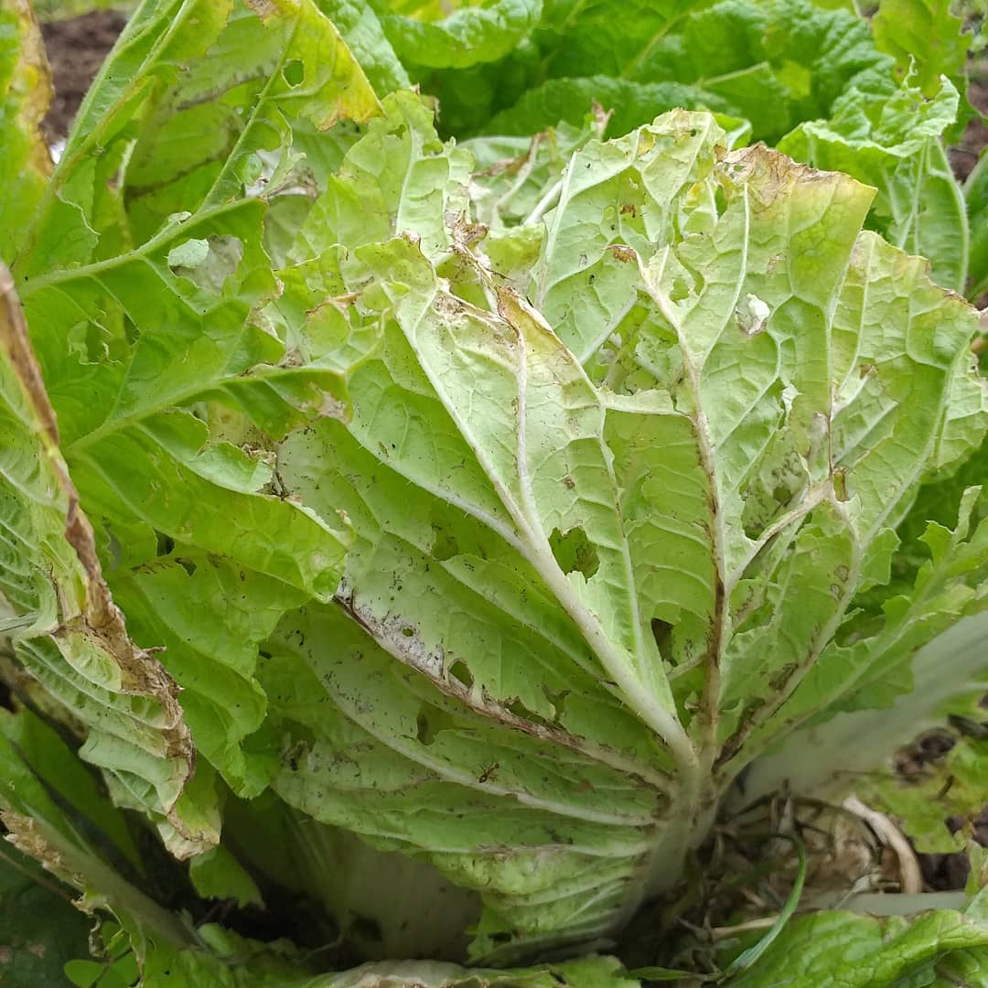 BSBAgatho's tweet photo. Sawi putih atau petsay merupakan tanaman sayur yang kaya manfaat. Antara lain mengandung vitamin A dan betakaroten yang baik untuk kesehatan mata.....
.
#bsbagatho #binasaranabakti #agathofarm #diklat #diklatbsb #sayurorganik #kebunorganik #sayursehat #kebunsayur https://t.co/hqFhqNtSbd