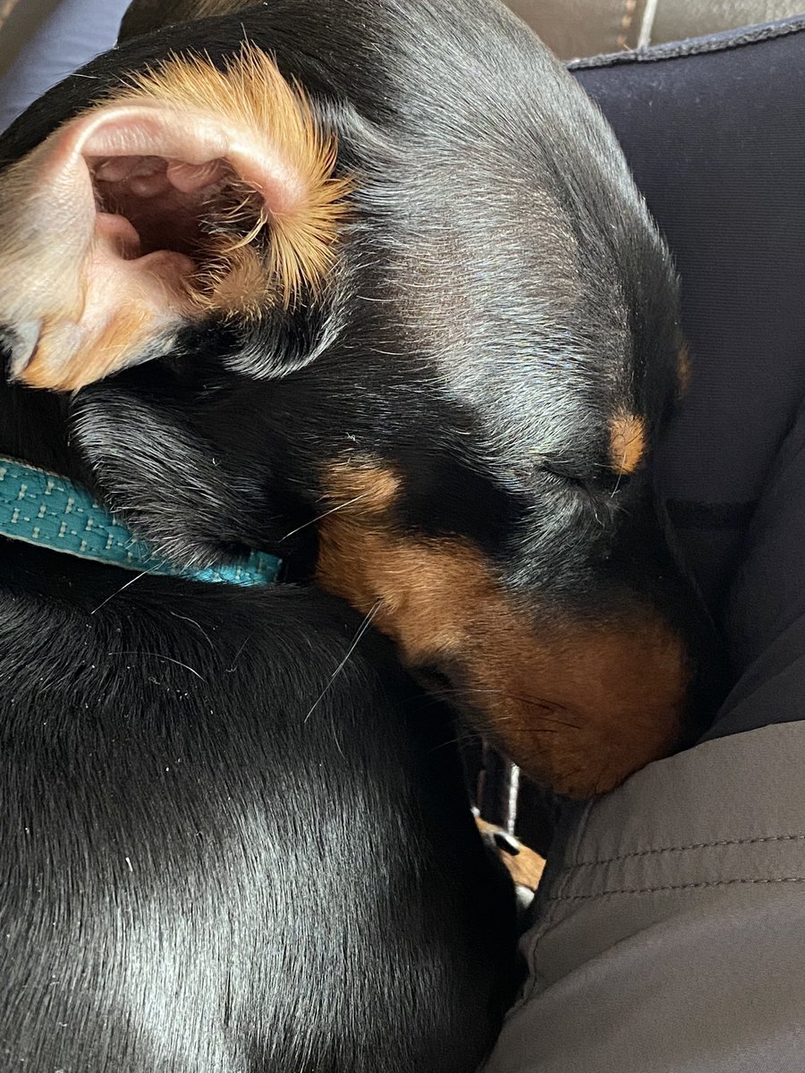 theguitarguy93's tweet photo. Can’t trust a person who doesn’t like dogs.
#dog
#doxin
#dachshund https://t.co/77A7XKJRVa