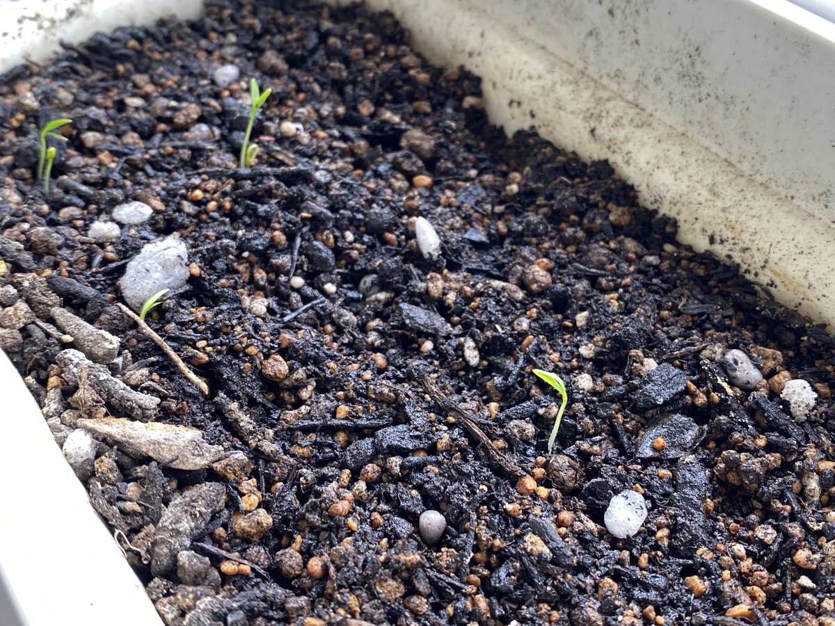 フラームジャパン株式会社 おはようございます パクチー続々芽生中 春ですよ