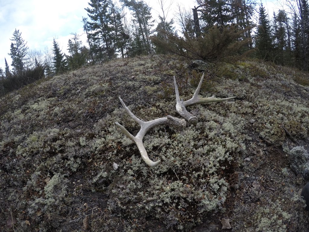 GussyOutdoors's tweet photo. We hit the woods today and @ShelbyGustaf first shed find was a matched set 🦌 
@Sunset_Country @OODMag 
#shedhunting #matchset #sunsetcountry https://t.co/dsGSbJJoRv