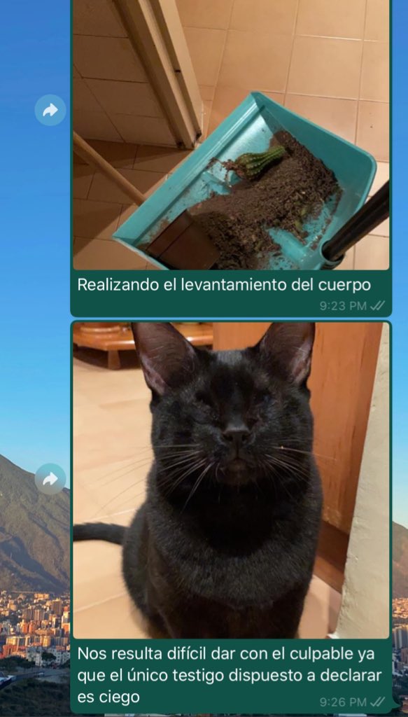 Cómo contarle a tu mamá que los gatos le volvieron mierda una mata, taller dictado por Bianca De Sousa