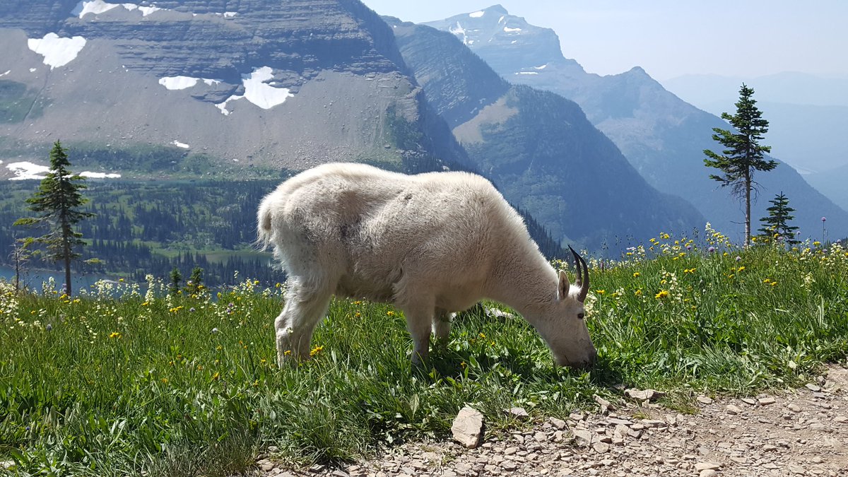 NDScribe's tweet photo. @GlacierNPS Missing Glacier and all the parks. Can't wait to get back! https://t.co/cnLrukohgZ