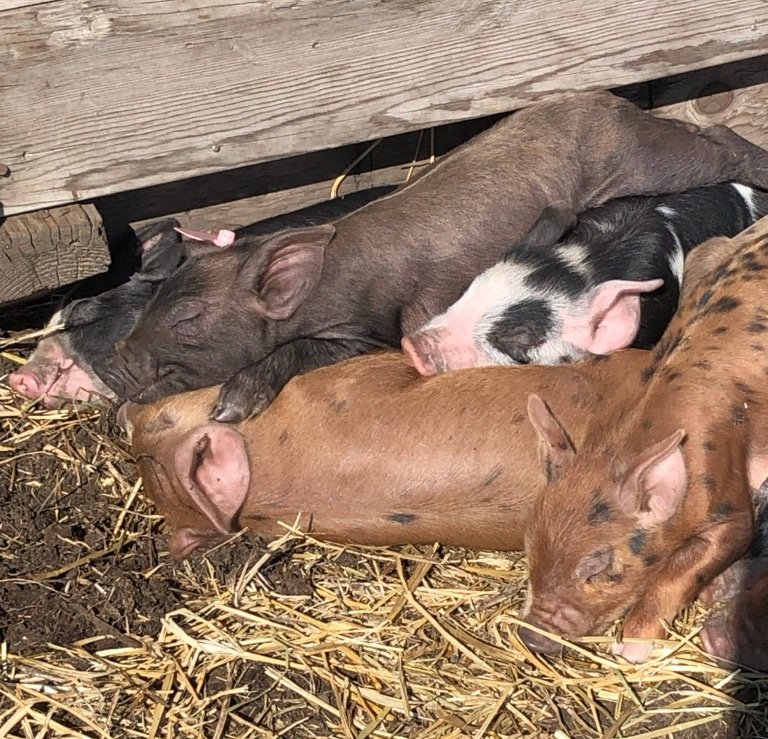 TKRanch's tweet photo. A week old and basking in the sunshine this afternoon, passed right out! The suns warmth was evident today it actually felt like spring. 

#piglets #pasturepigs #tkranch https://t.co/3KEVl8NNTw