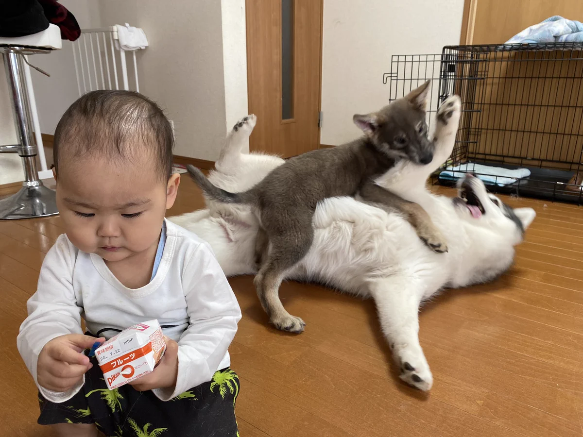赤ちゃんと2匹の犬の癒しの動画・元気が出る！！可愛い！！