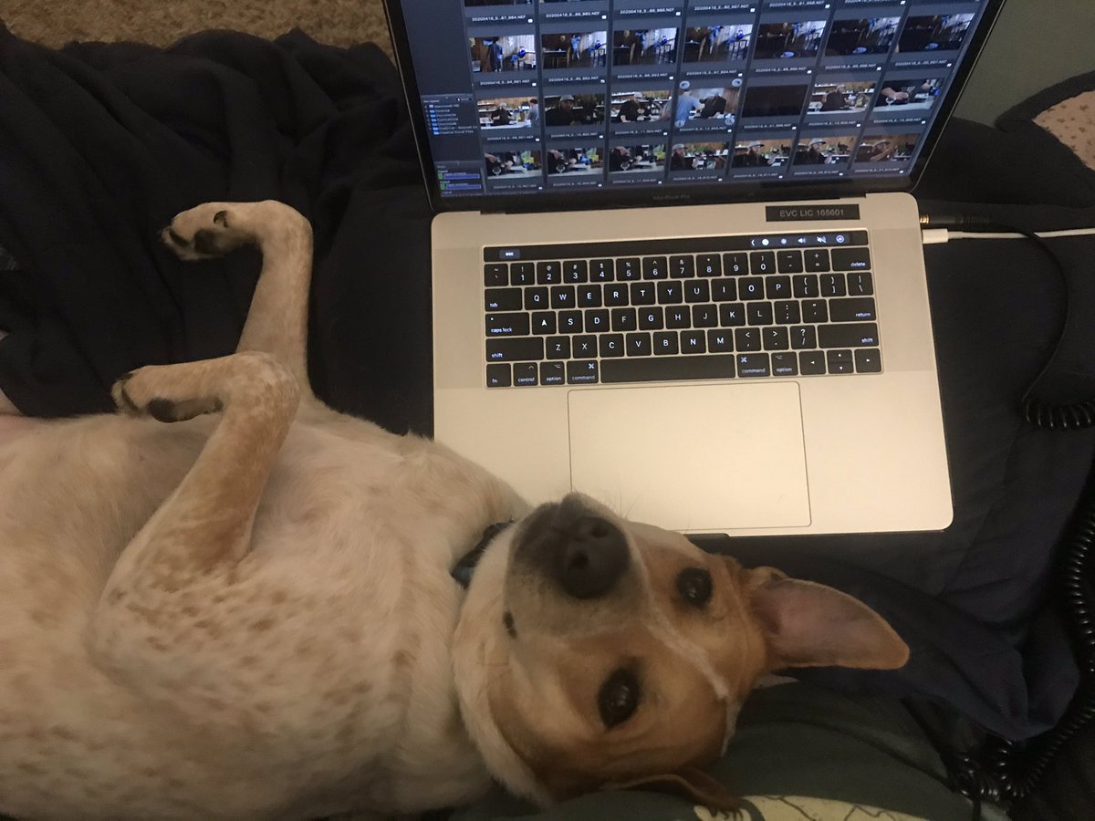 SamOwensphoto's tweet image. Claire demanded I take a break from photo editing to give her belly rubs. #lifewithadog #wfhlife