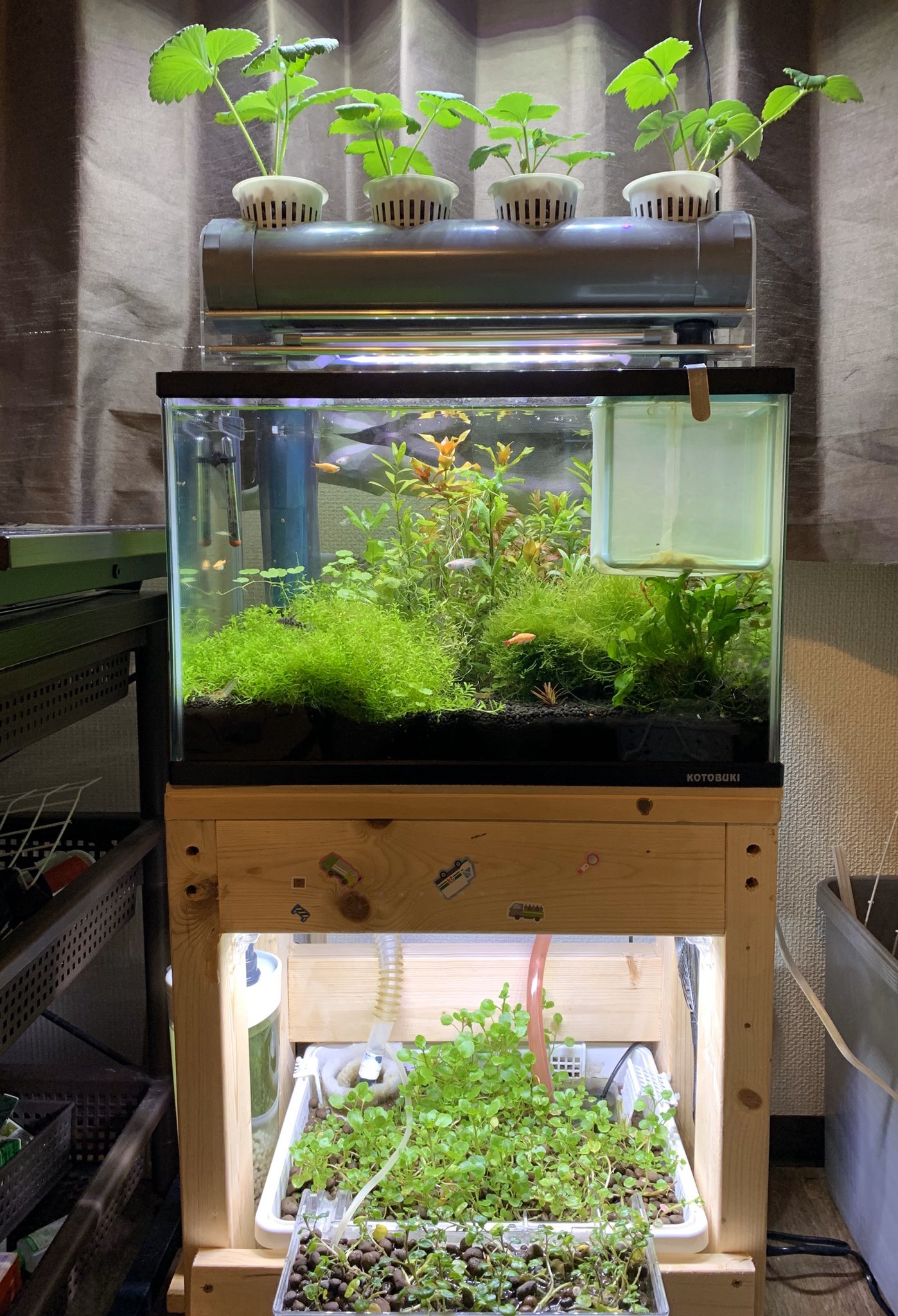 Rota アクアリウムと水耕栽培 ハイドロポニックス を同時に行うアクアポニックス 長期水換え不要コケ取り不要 更に野菜収穫を目指す 立ち上げから4ヶ月半 メイン水槽 60cm 加温 小型魚40 エビ 無数 亜熱帯植物 ユーカリ 葉野菜 クレソン Rota アクアリウムと水耕栽培 ハイドロポニックス を同時に行うアクアポニックス 長期水換え不要コケ取り不要 更に野菜収穫を目指す 立ち上げから4ヶ月半 メイン水槽 60cm 加温 小型魚40 エビ 無数 亜熱帯植物 ユーカリ 葉野菜 クレソン