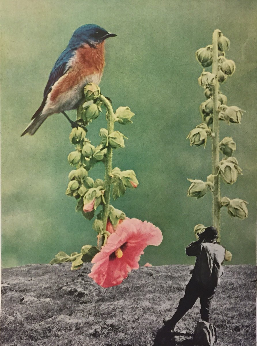 Nature Photography
Handmade Collage