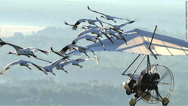 karla_lu23's tweet photo. Operation Migration was both a success and a failure. Whooping cranes were able to learn how to migrate, which was the goal. However, the birds were not independent or knowledgeable enough about the wild to know how to protect their offspring. #cranesplanes #ees028 https://t.co/8B7uJwYxLq