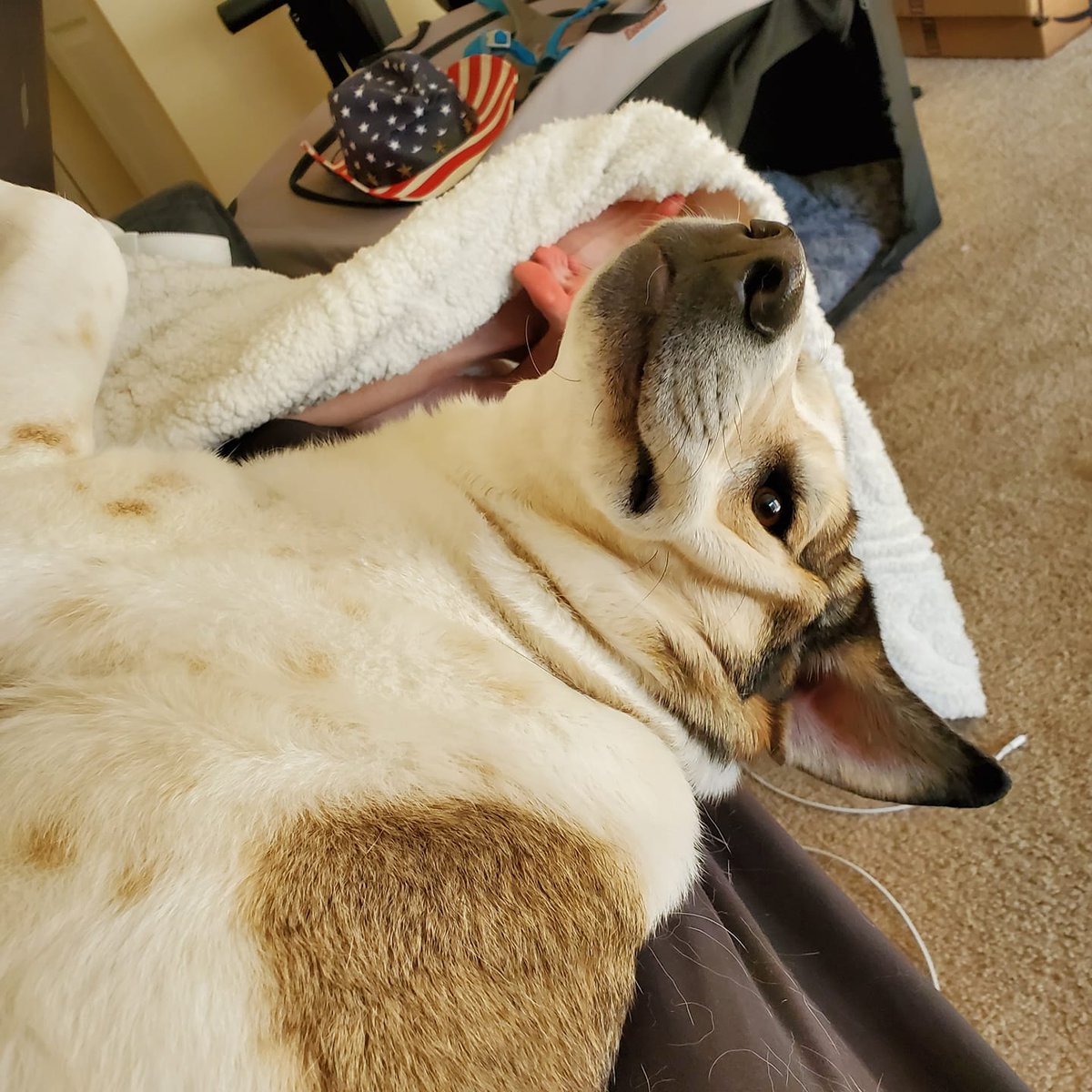 joannaspaghetti's tweet photo. Did I mention Koda is a hound dog? Look at all that extra floppy hound skin 😅 #SquishFace https://t.co/fRfVkg1wUO