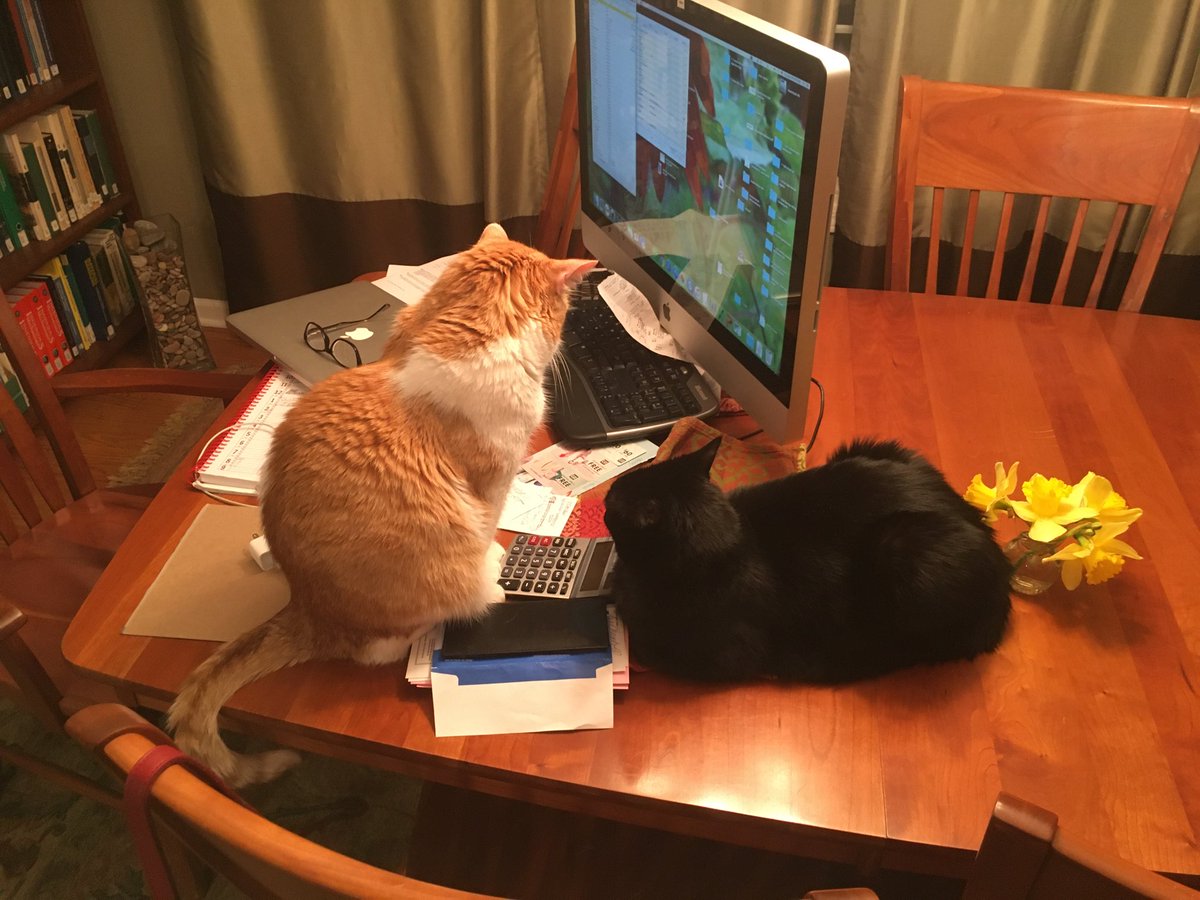 My #cats doing some last minute accounting before sending my #taxreturn in, #ontime !