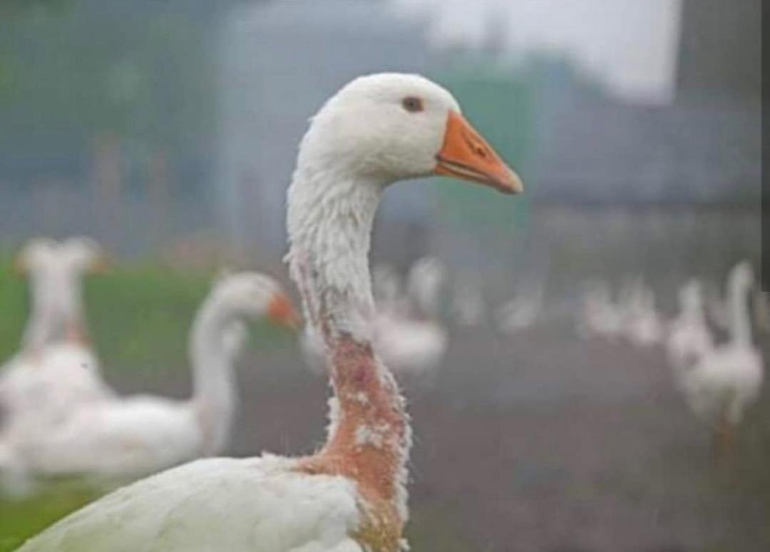 Cuarentena día 28...