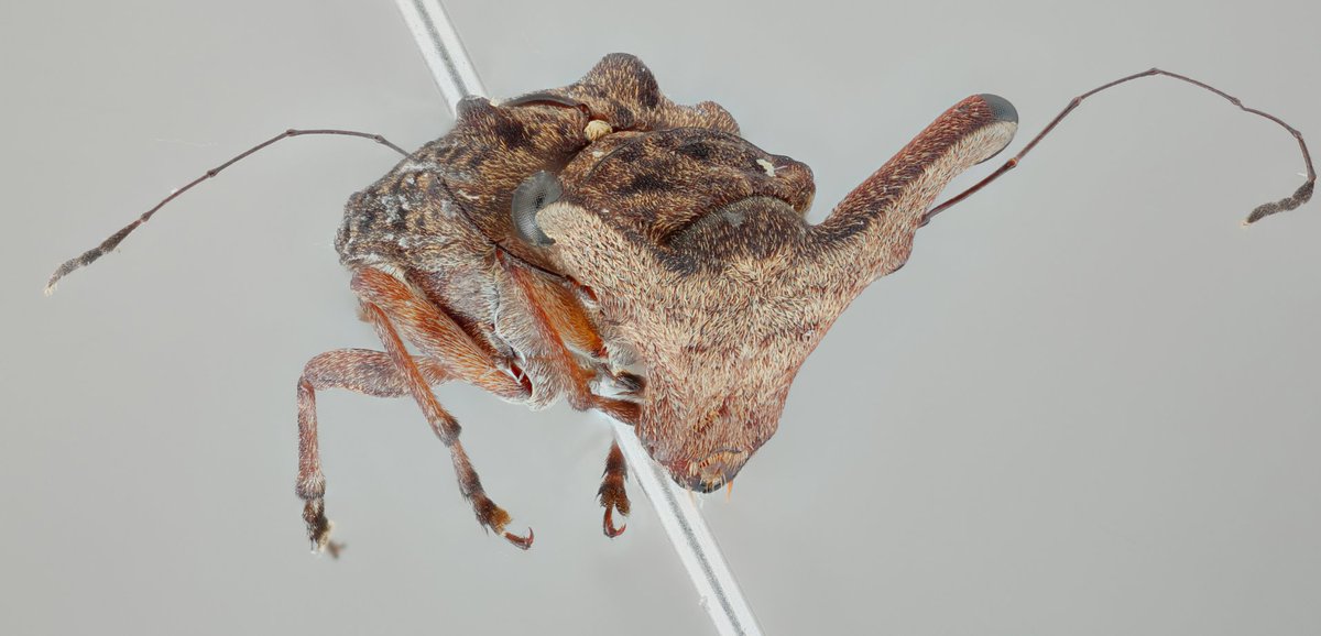 catchindembugs's tweet photo. I've been wanting to take this guy's pic for a while and with imports slowing down I've finally had a chance to play around with our camera. A great example of the diversity of beetle body forms - do you know who it is? #beetle #entomology #coleoptera #biosecurity #macro https://t.co/MepFQ4hN5K