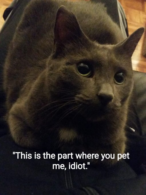 #catsrule #cats https://t.co/SZ6DiPcATC<a href="/tag/catsrule"class="tags">#catsrule</a><a href="/tag/cats"class="tags">#cats</a>