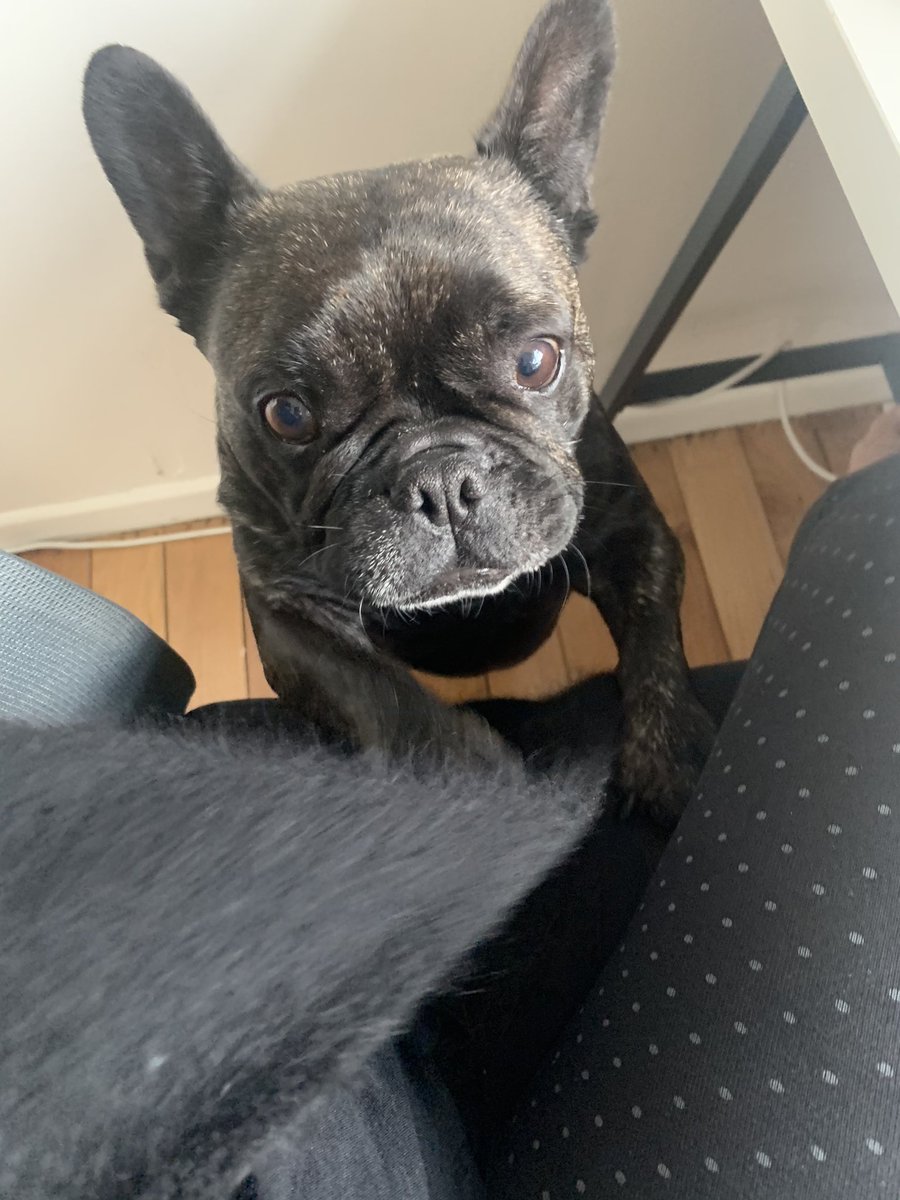 Lockdown has turned my dogs into huge clingers, is this just life now?