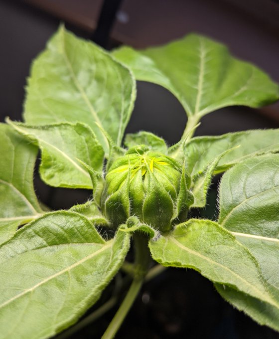 🔞The Wrong Alice🧠♿️ - FREE OF🫦💦's pics and videos EVxe VKUcAEeECV jpg:small preview